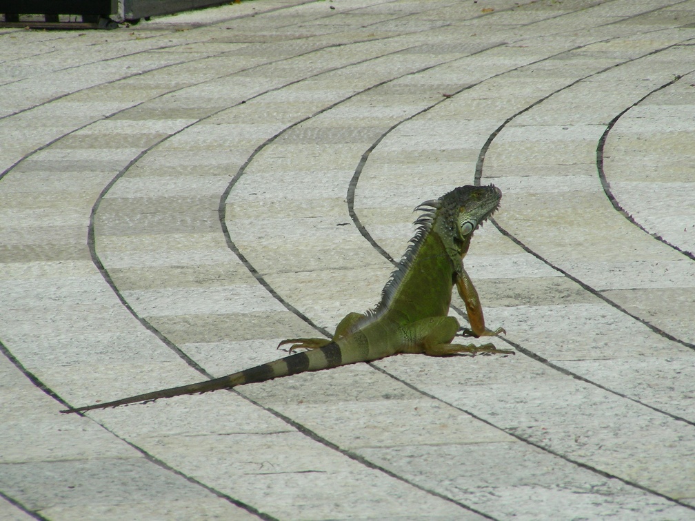 22-Iguana at HC a
